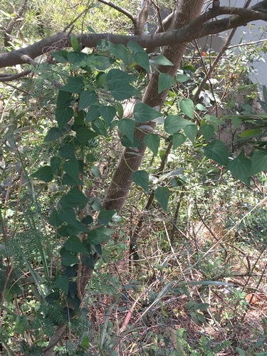 Cyclea hypoglauca, photograph 3