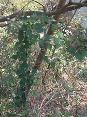 Cyclea hypoglauca, photograph (c) Yj, some rights reserved (CC BY)