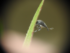 Austronanodes