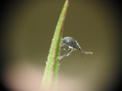 Austronanodes