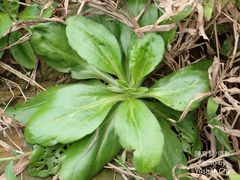 Arabis stelleri