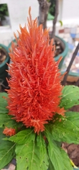 Celosia argentea plumosa