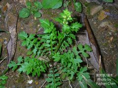 Rorippa cantoniensis