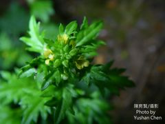 Rorippa cantoniensis