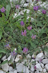 Astragalus onobrychis