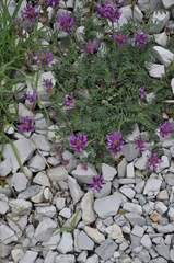 Astragalus onobrychis