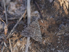 Dichromodes explanata