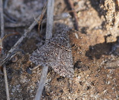 Dichromodes explanata