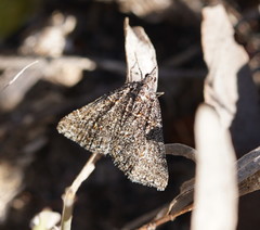 Dichromodes explanata