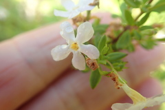 Chaenostoma integrifolium