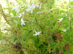 Chaenostoma integrifolium