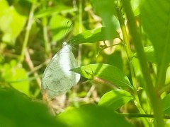 Leptosia