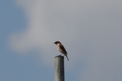 Saxicola stejnegeri