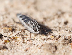 Apiocera moerens