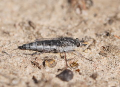 Apiocera moerens