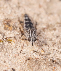 Apiocera moerens