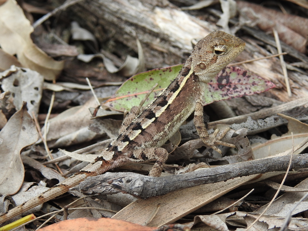 Nobbi Dragon (reptiles of australia) · iNaturalist