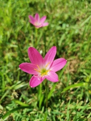 Zephyranthes rosea