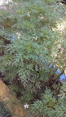 Cosmos caudatus