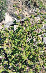 Drosanthemum parvifolium