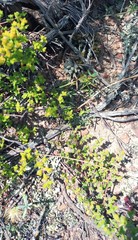 Drosanthemum parvifolium