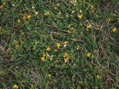Pultenaea maritima