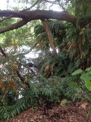 Stenochlaena palustris