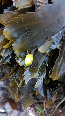 Littorina obtusata