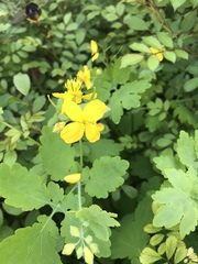 Chelidonium majus