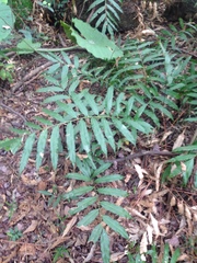 Stenochlaena palustris