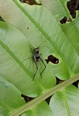 Nisitrus