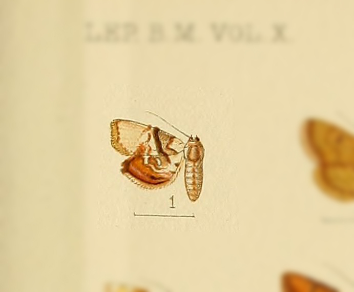 Holocryptis bisectalis