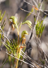 Pterostylis aciculiformis