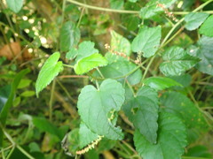 Acalypha capensis