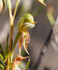 Pterostylis aciculiformis