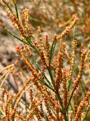 Allocasuarina paradoxa