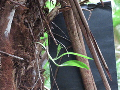 Chiloglottis cornuta