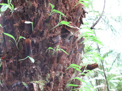 Chiloglottis cornuta