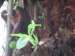 Chiloglottis cornuta