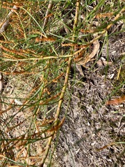 Allocasuarina paradoxa