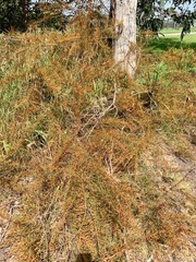 Allocasuarina paradoxa