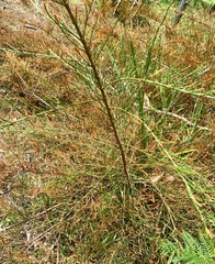 Allocasuarina paradoxa