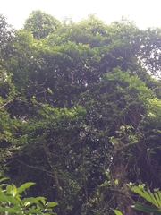 Urceola rosea