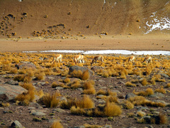 Festuca chrysophylla
