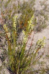 Stackhousia aspericocca