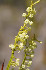 Stackhousia aspericocca