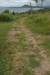 Urochloa mosambicensis