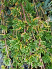 Limbarda crithmoides longifolia