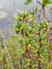 Limbarda crithmoides longifolia