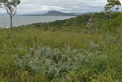 Cajanus confertiflorus